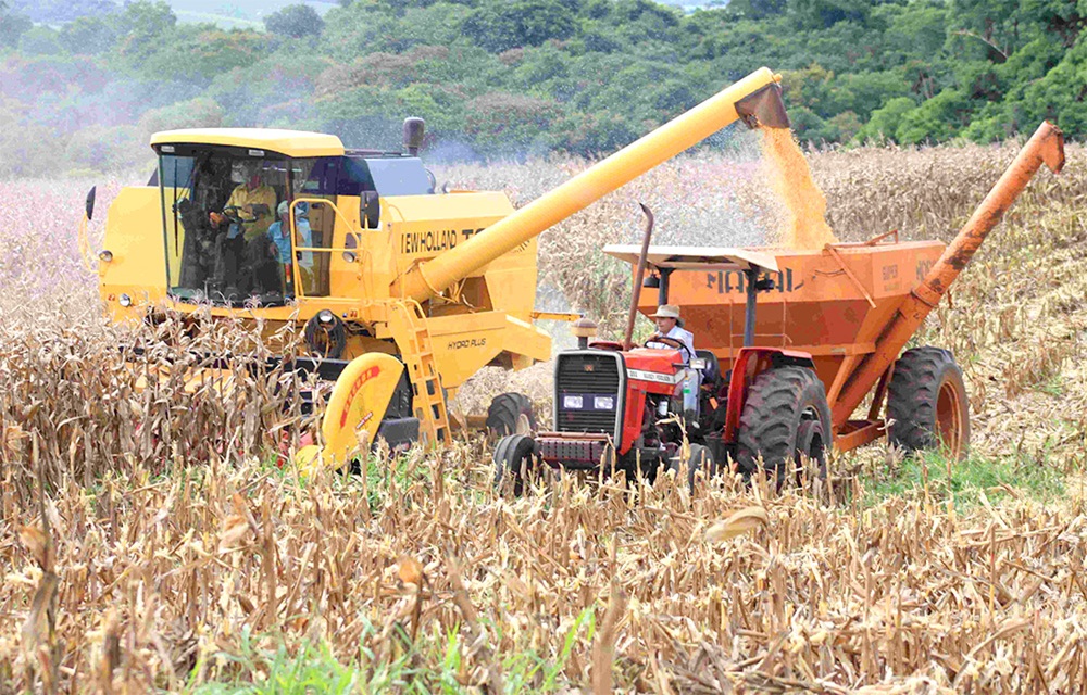 Ir para  <p>O clima tem sido favor&aacute;vel para a colheita do milho no Rio Grande do Sul. &Agrave; medida que a cultura atinge o ponto ideal para colheita, os agricultores colhem e implantam novo cultivo de milho ou soja nesta...